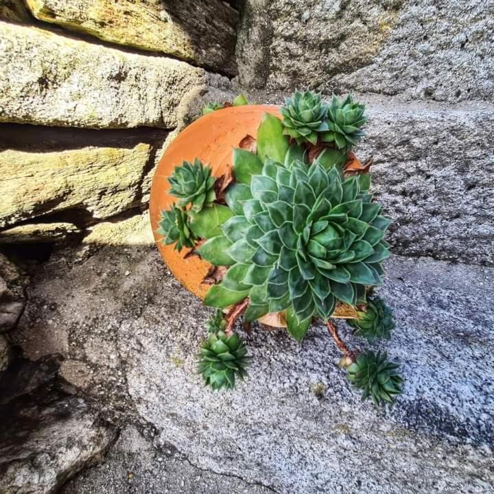 Cardenha da Bessada Branda de Santo António Exterior foto